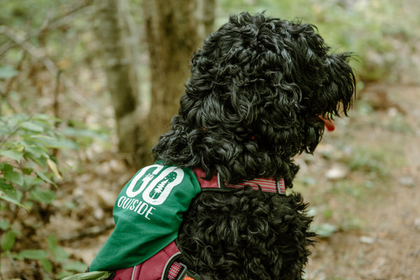 5 Dog Friendly Hikes in Midcoast Maine